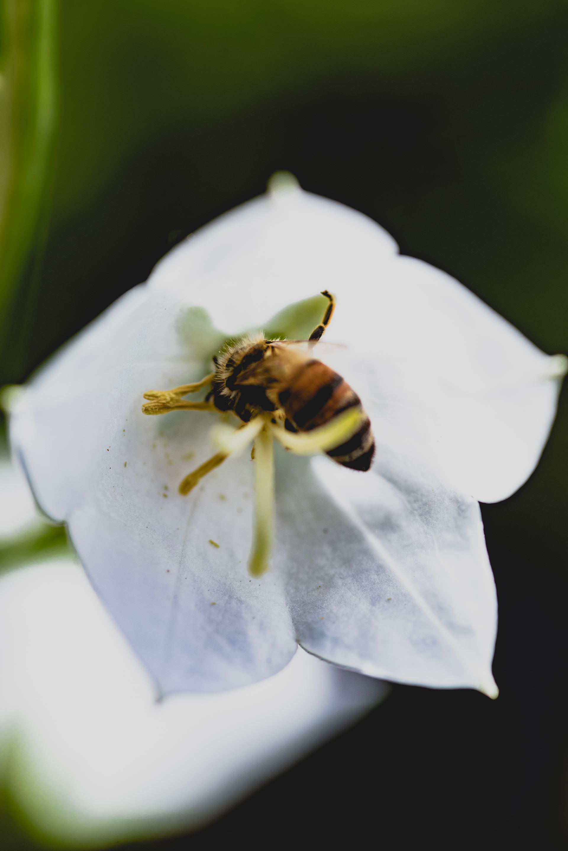 Hayfever